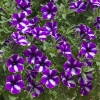 Petunia Bubbles Lavender Twist – kwitnienie